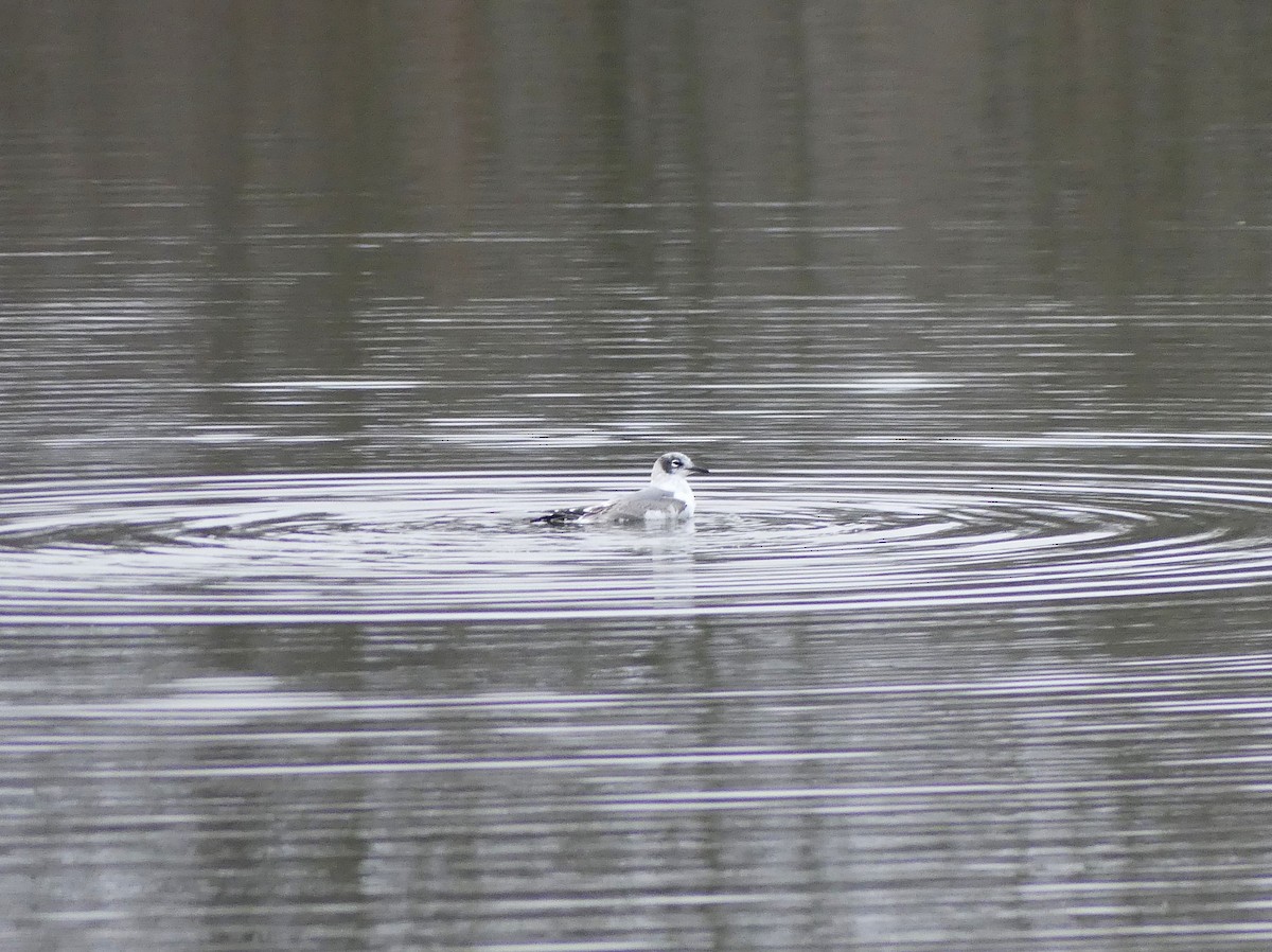 Мартин ставковий - ML646052256