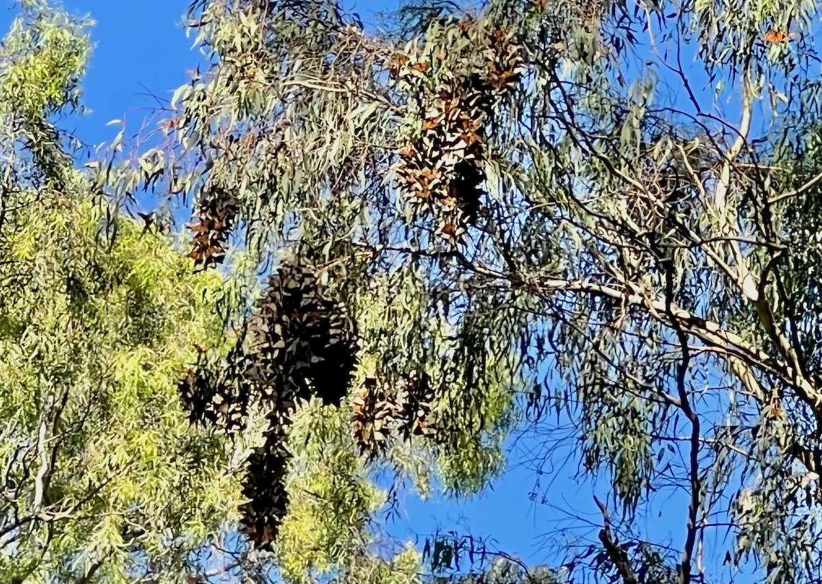 Monarch - ML646052260