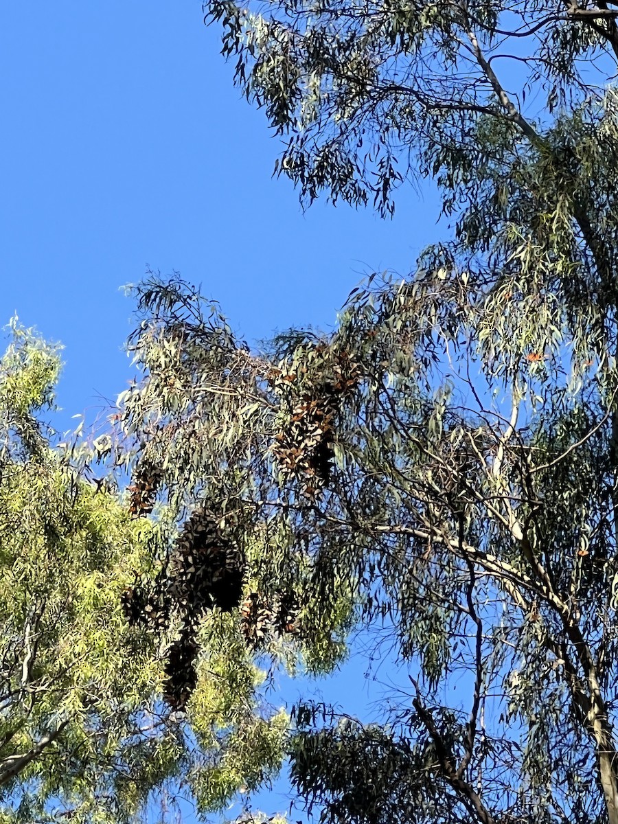 Animals - ML646052262