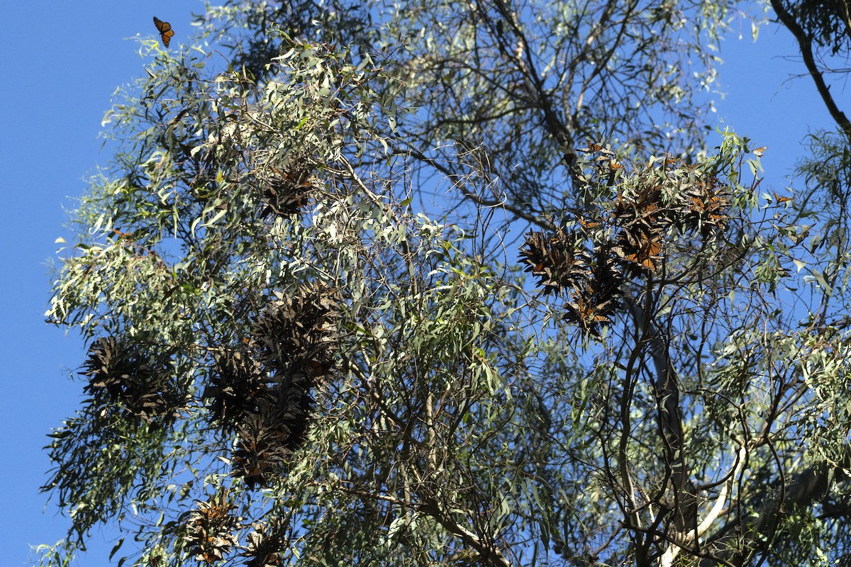 Animals - ML646052263