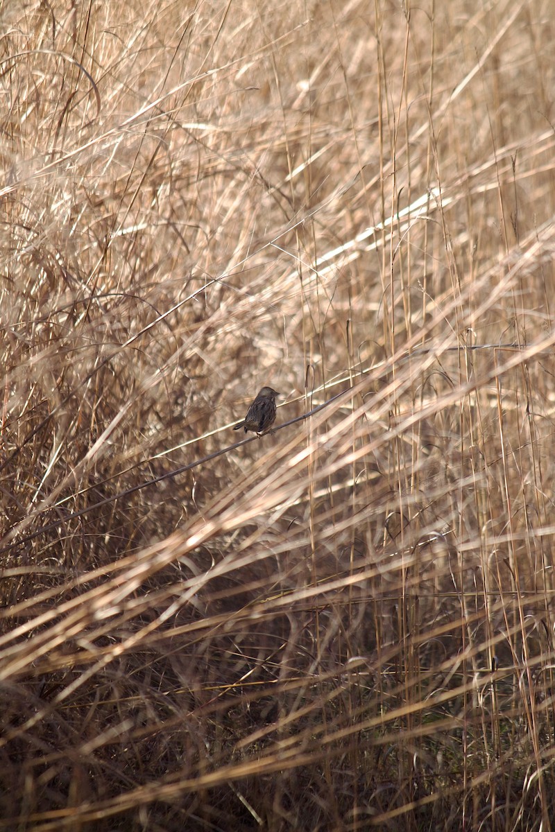 Song Sparrow - ML646052264