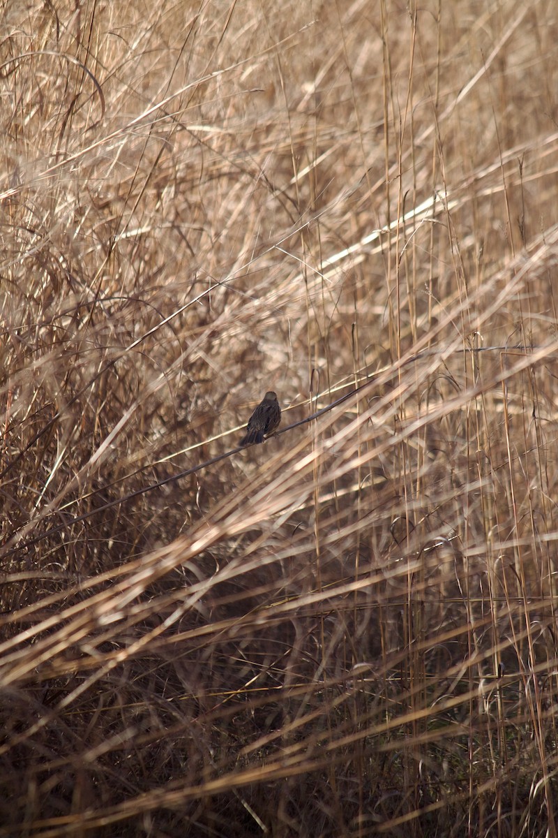 Song Sparrow - ML646052265
