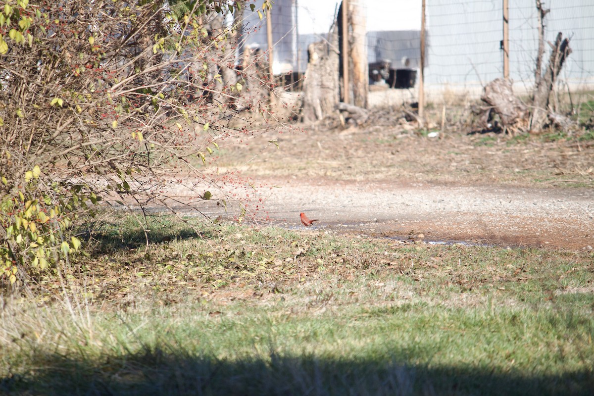 Northern Cardinal - ML646052271