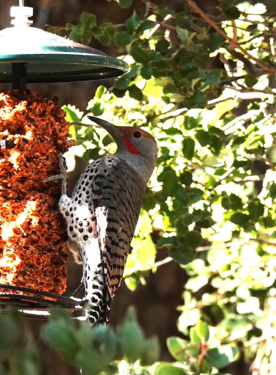 Northern Flicker - ML646052275