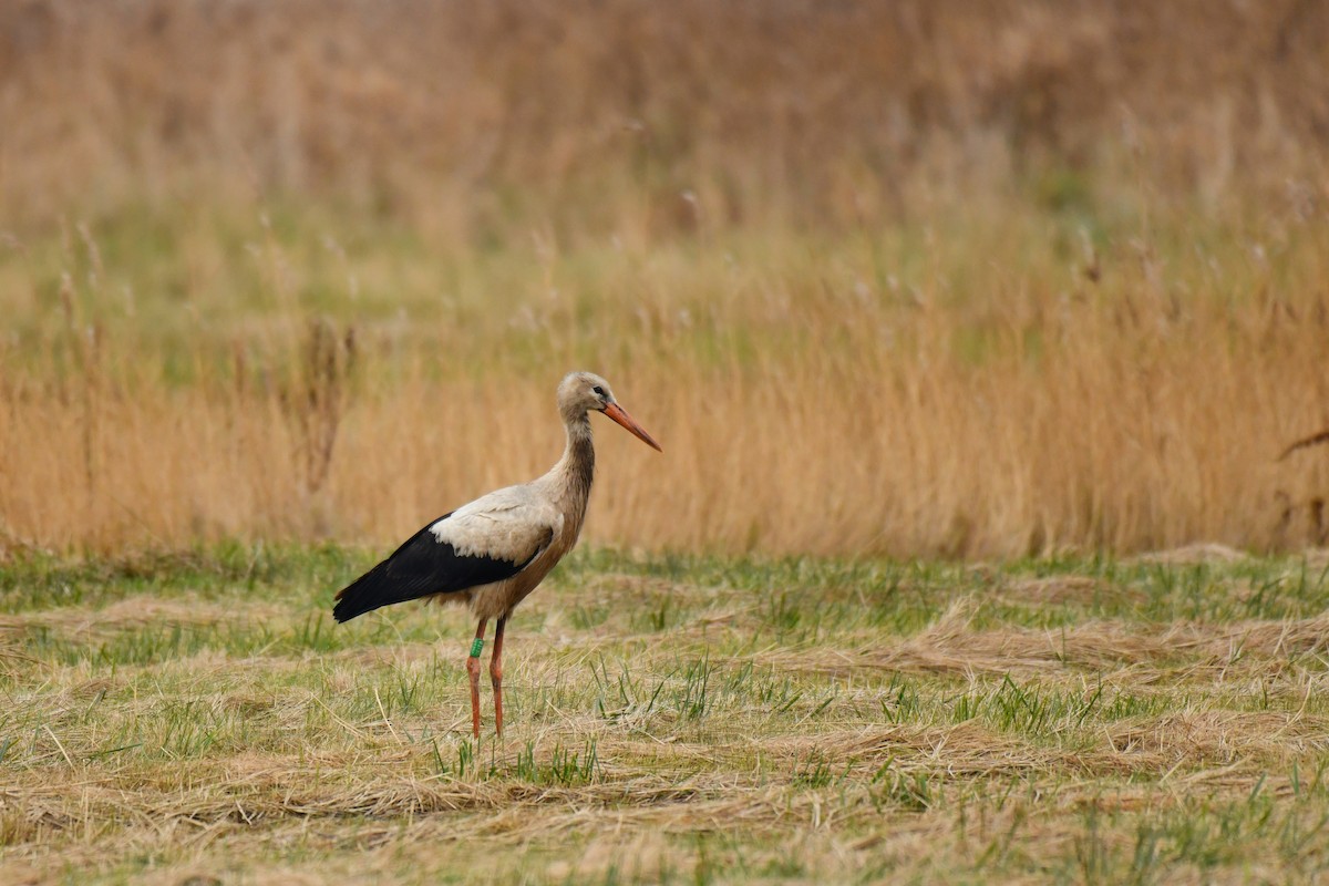 čáp bílý - ML646052277