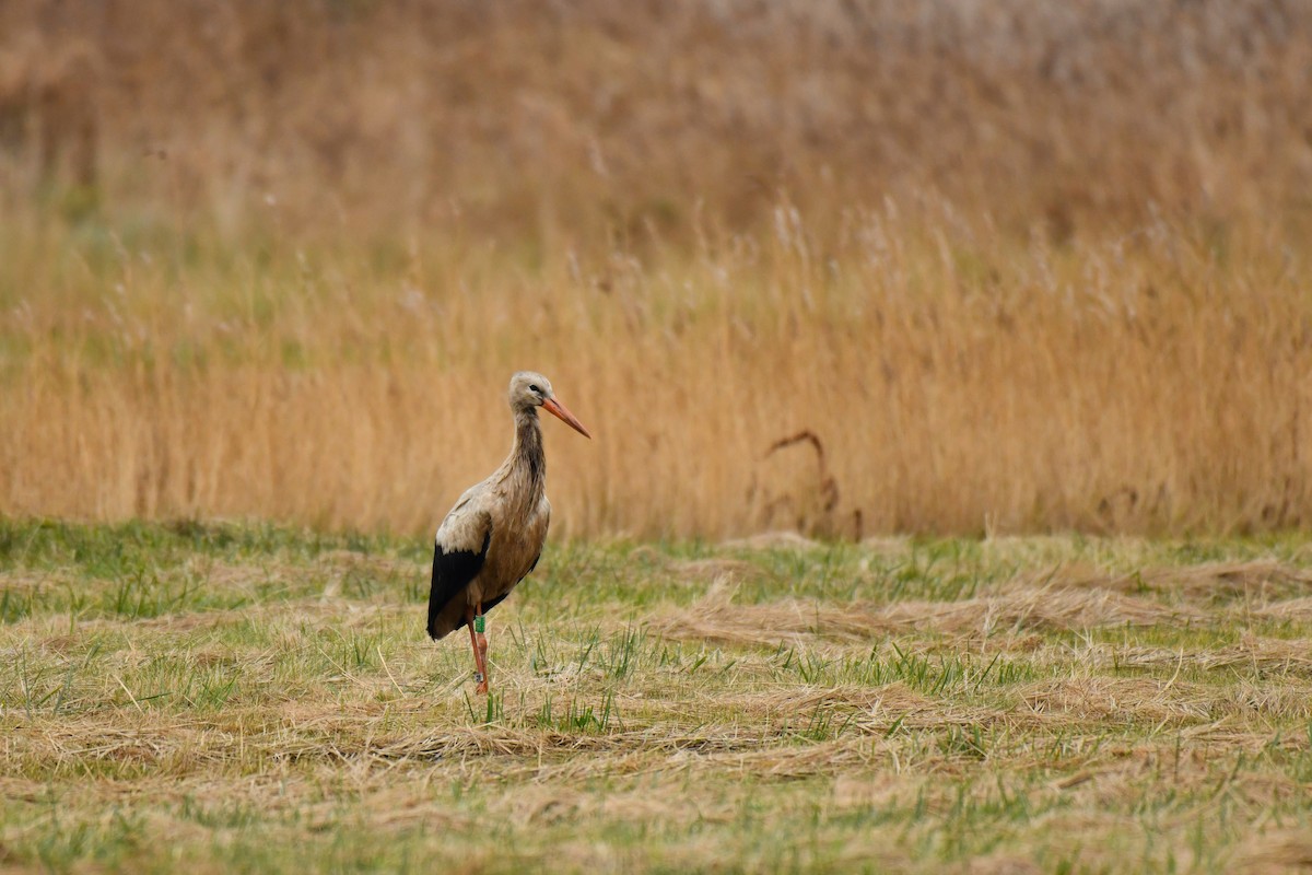 čáp bílý - ML646052278