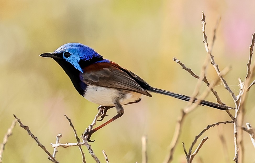 Purple-backed Fairywren - ML646052280