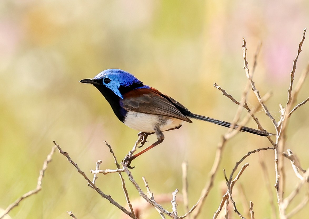 Purple-backed Fairywren - ML646052281