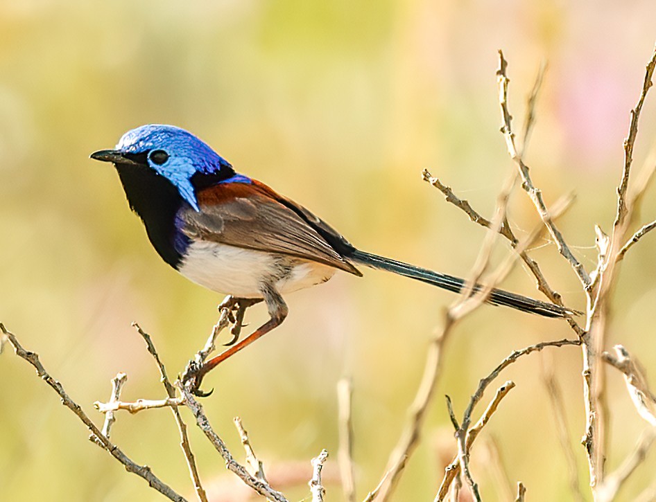 Purple-backed Fairywren - ML646052282