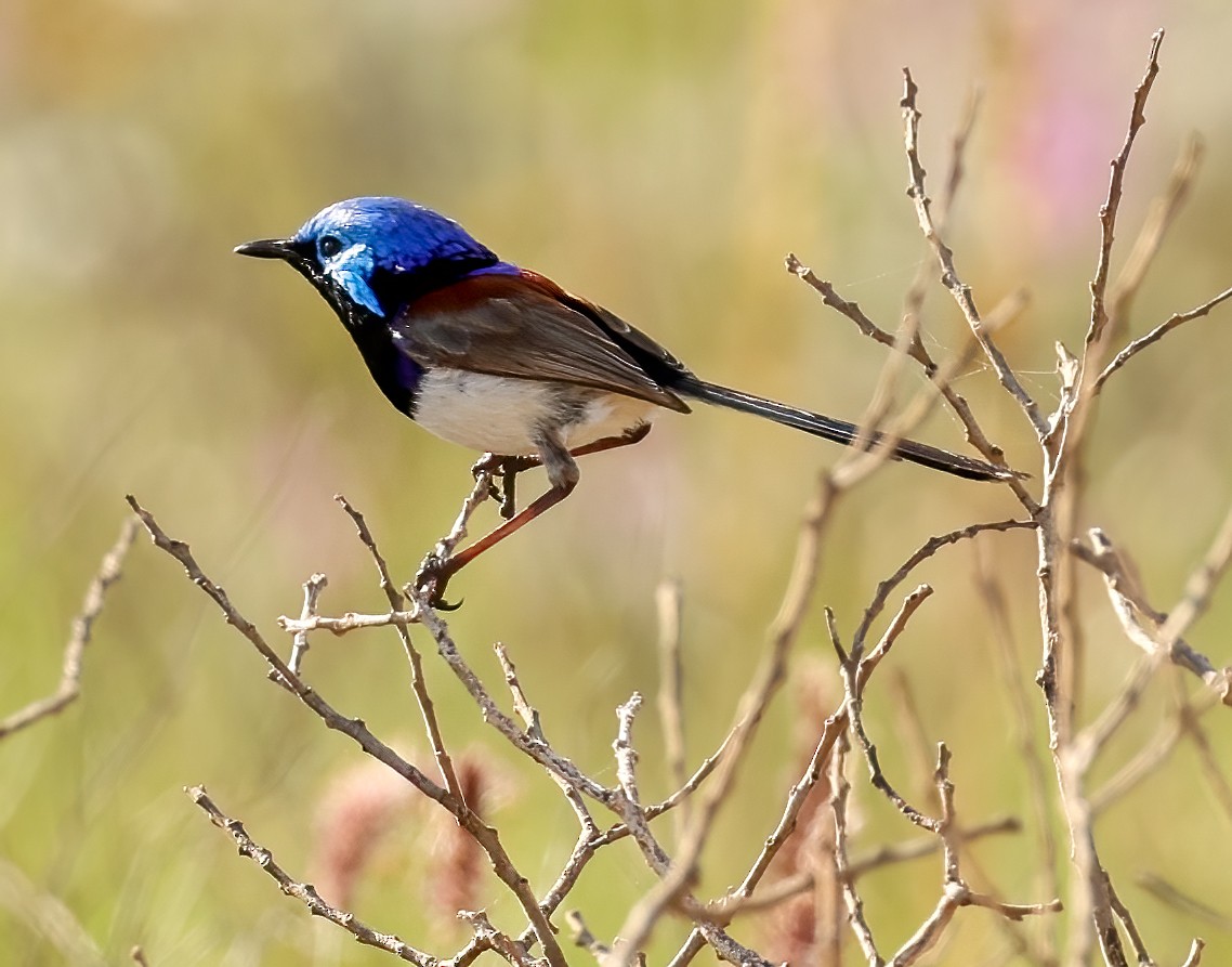 Purple-backed Fairywren - ML646052283
