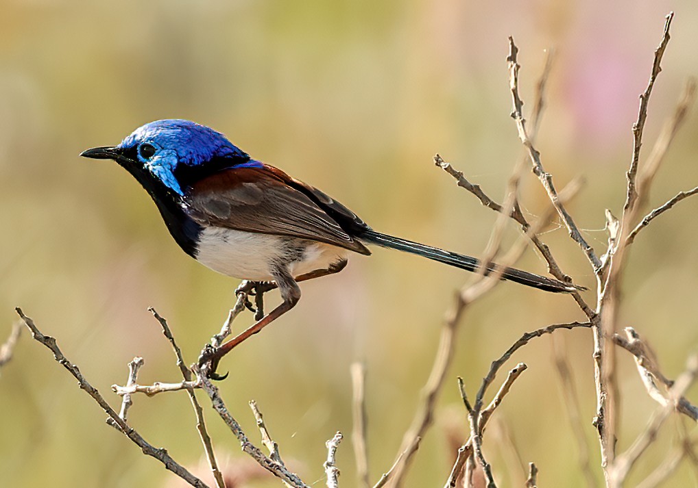 Purple-backed Fairywren - ML646052284