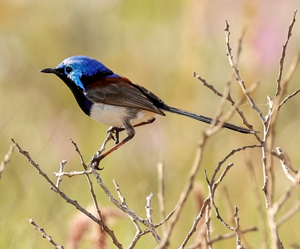 Purple-backed Fairywren - ML646052285