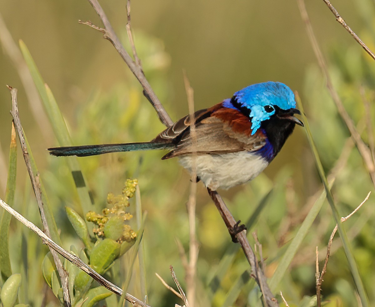 Purple-backed Fairywren - ML646052286