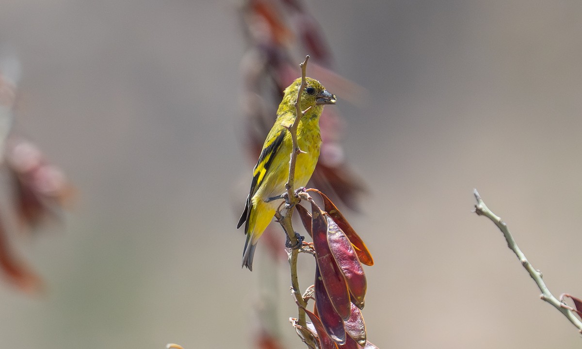 čížek jihoamerický - ML646052287