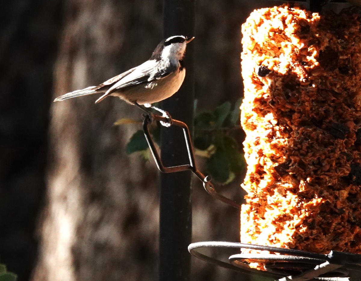 Mountain Chickadee - ML646052291