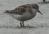 Little Stint - ML646052292