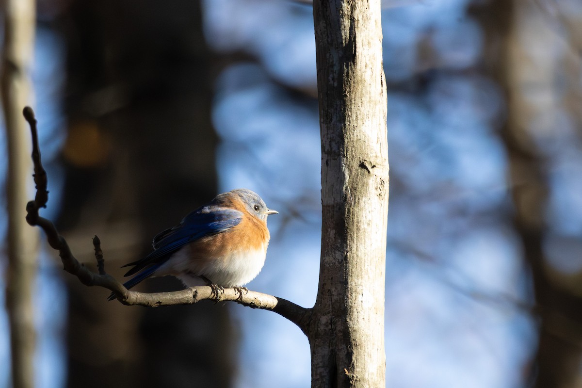 Eastern Bluebird - ML646052294