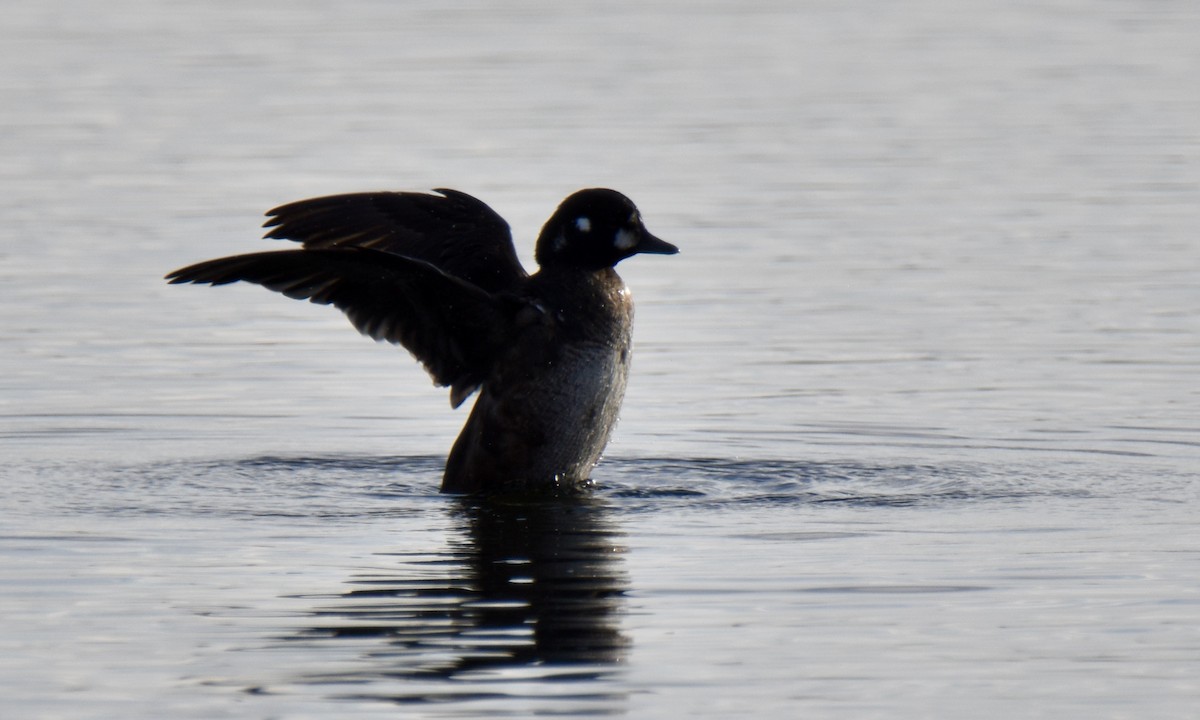 Harlequin Duck - ML646052295