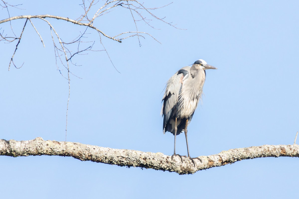 Great Blue Heron - ML646052297
