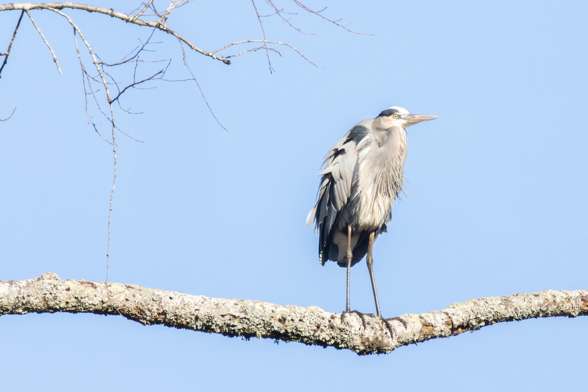 Great Blue Heron - ML646052298