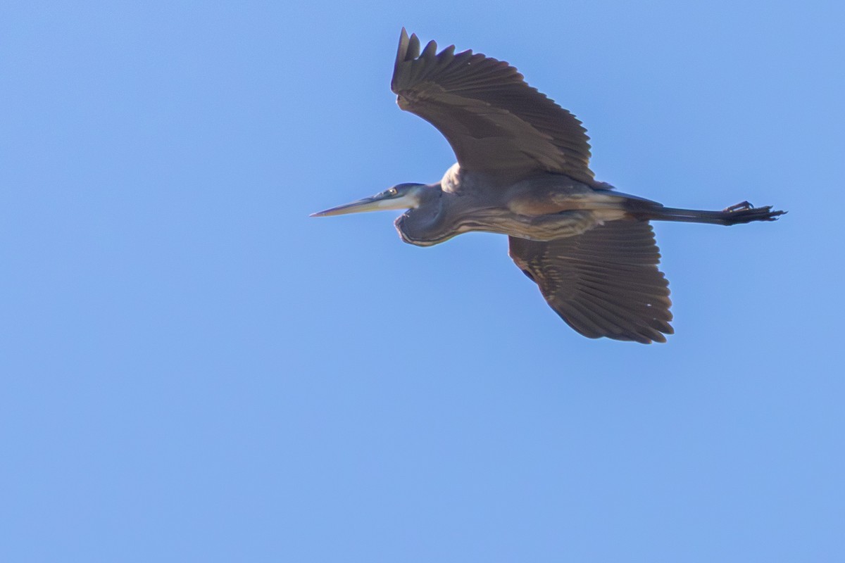 Great Blue Heron - ML646052299
