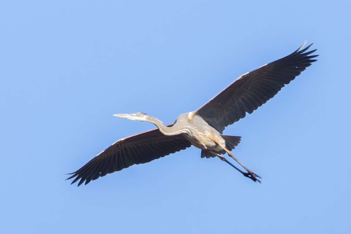 Great Blue Heron - ML646052300