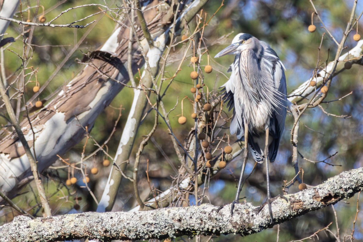 Great Blue Heron - ML646052301