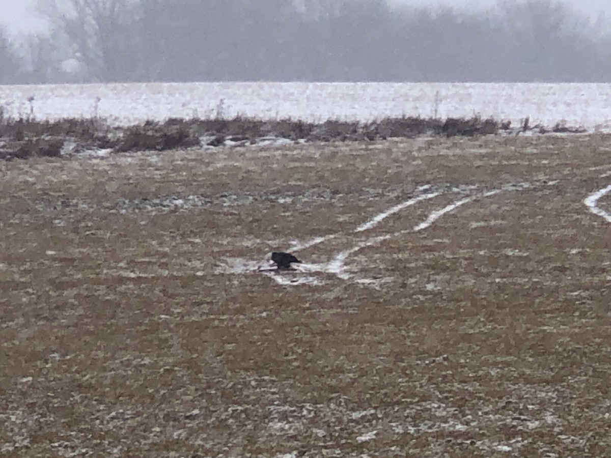 Bald Eagle - ML646052303