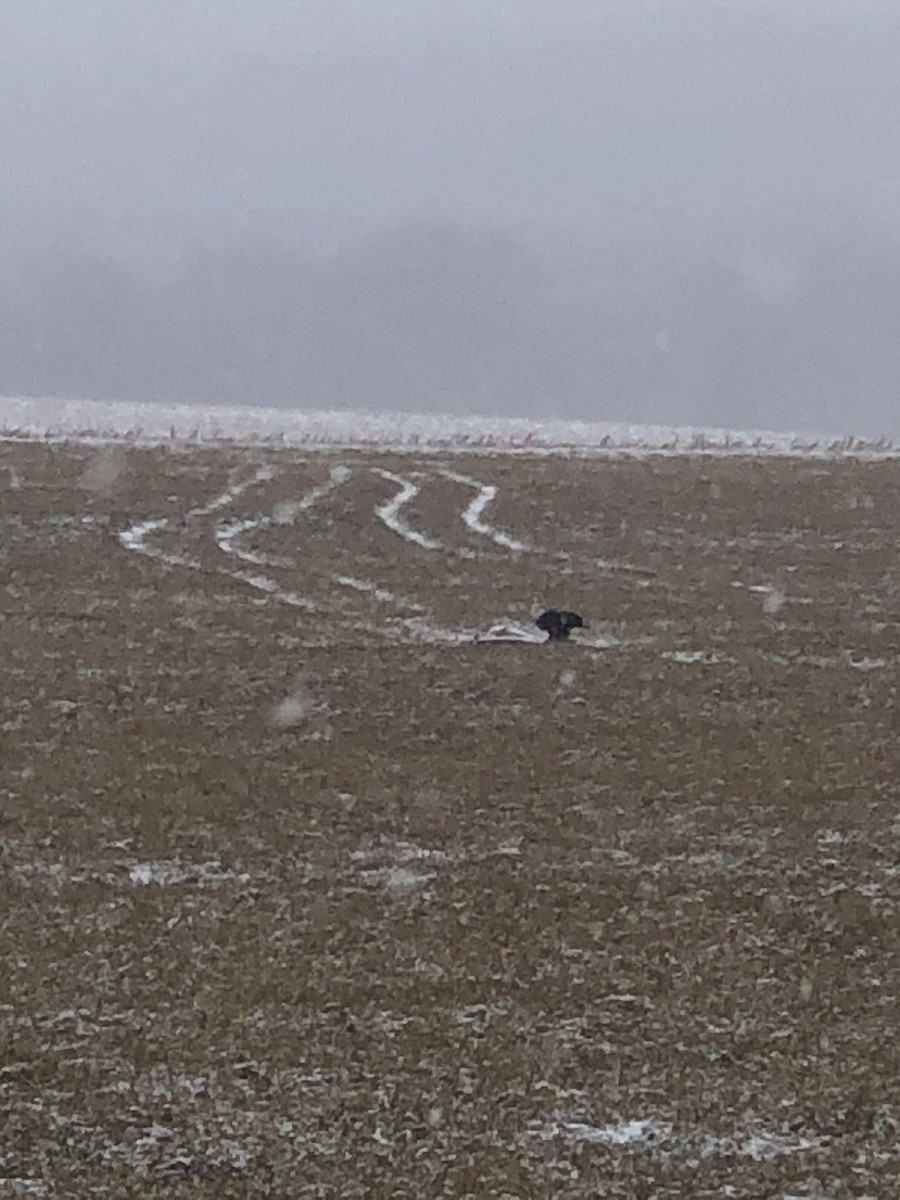 Bald Eagle - ML646052304