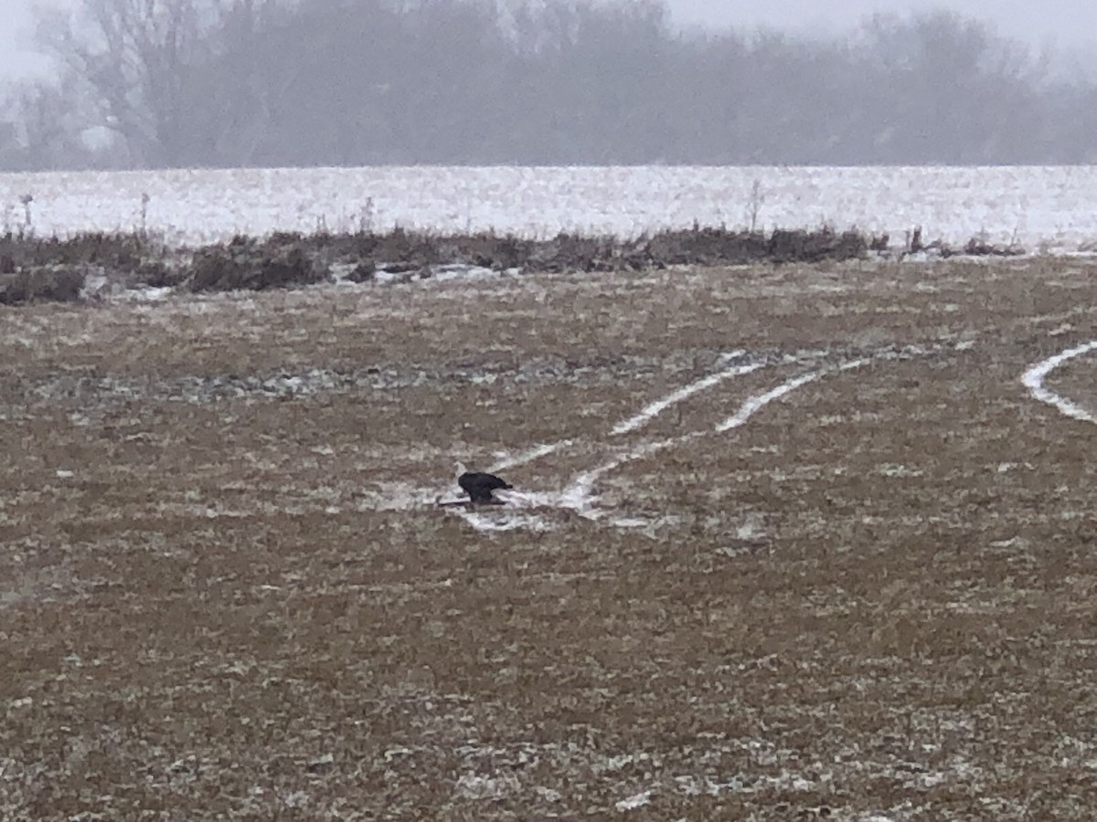 Bald Eagle - ML646052305