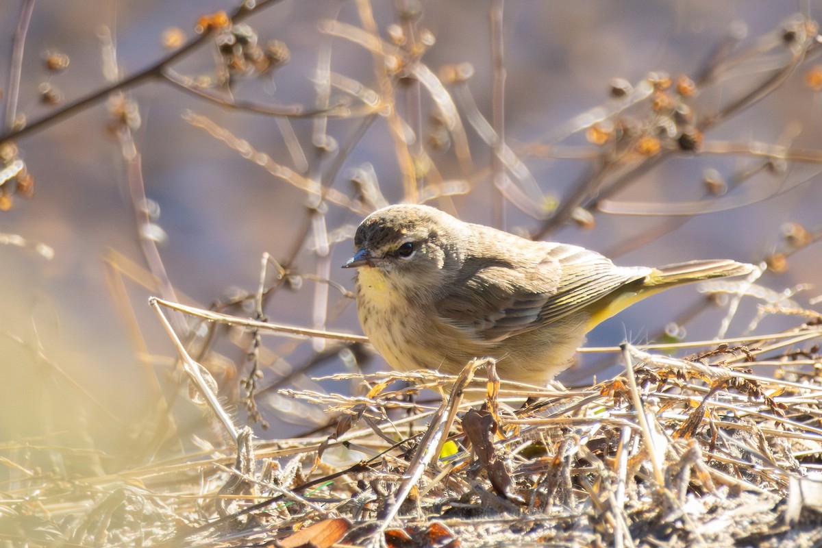 Palm Warbler - ML646052310