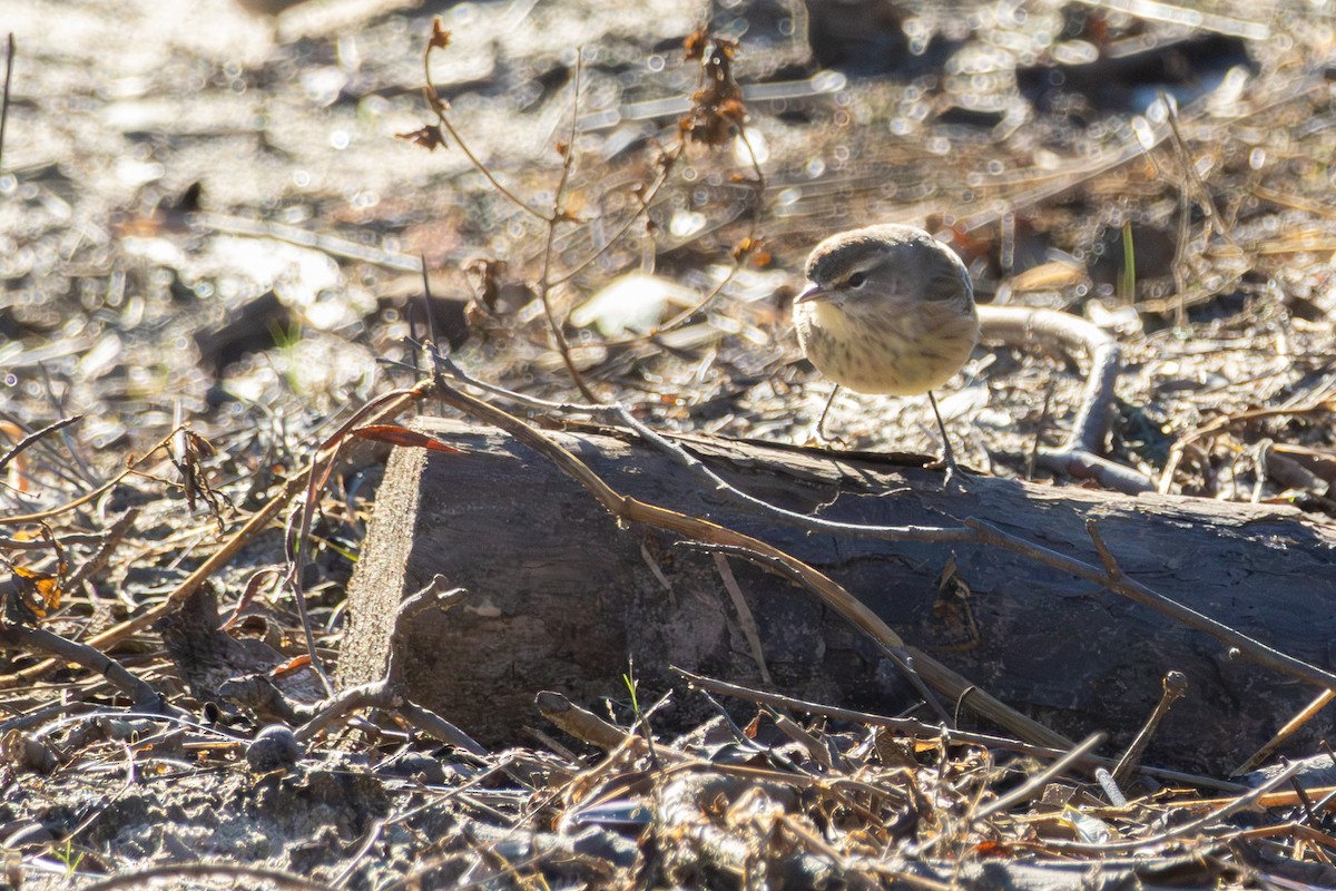 Palm Warbler - ML646052311