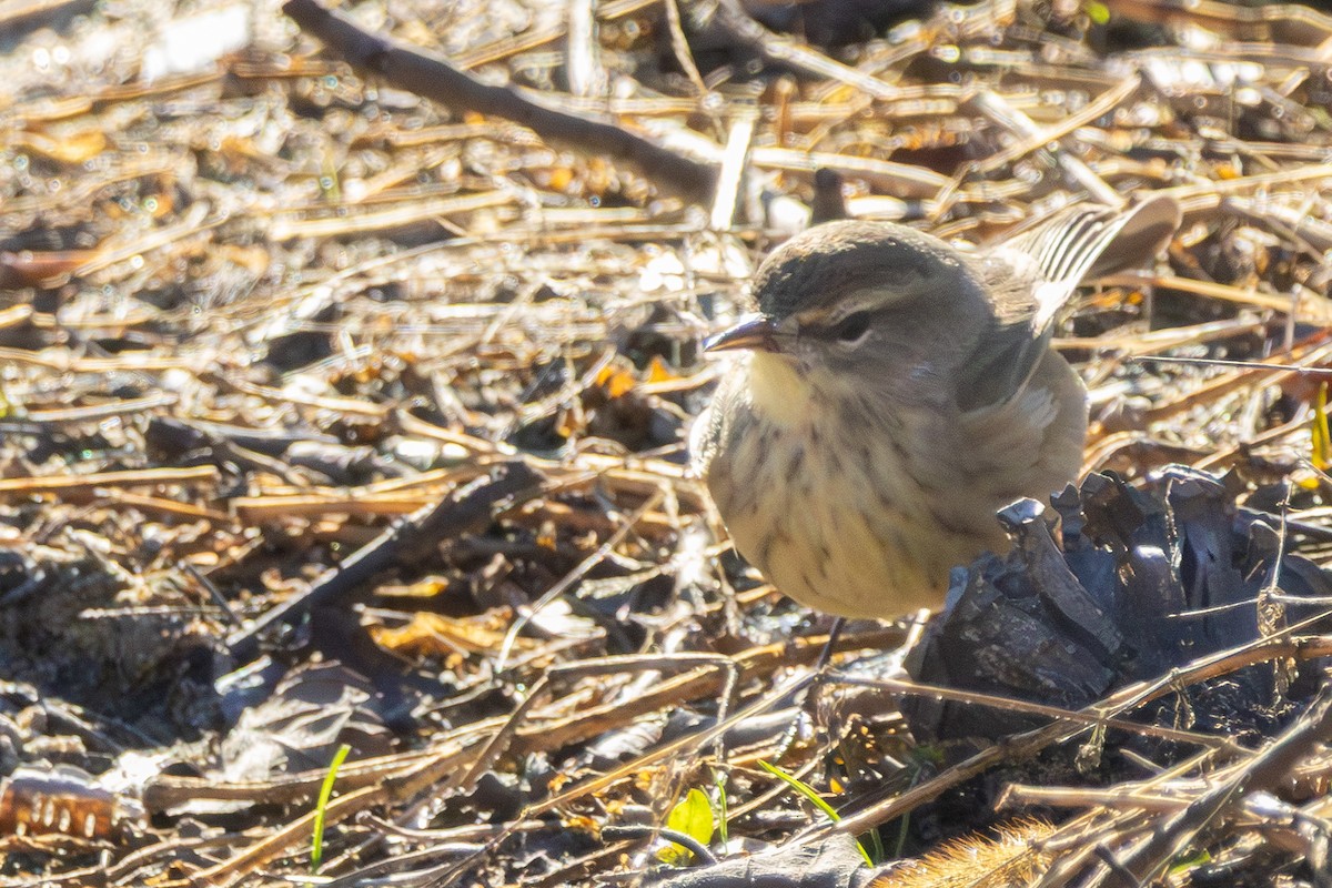 Palm Warbler - ML646052312