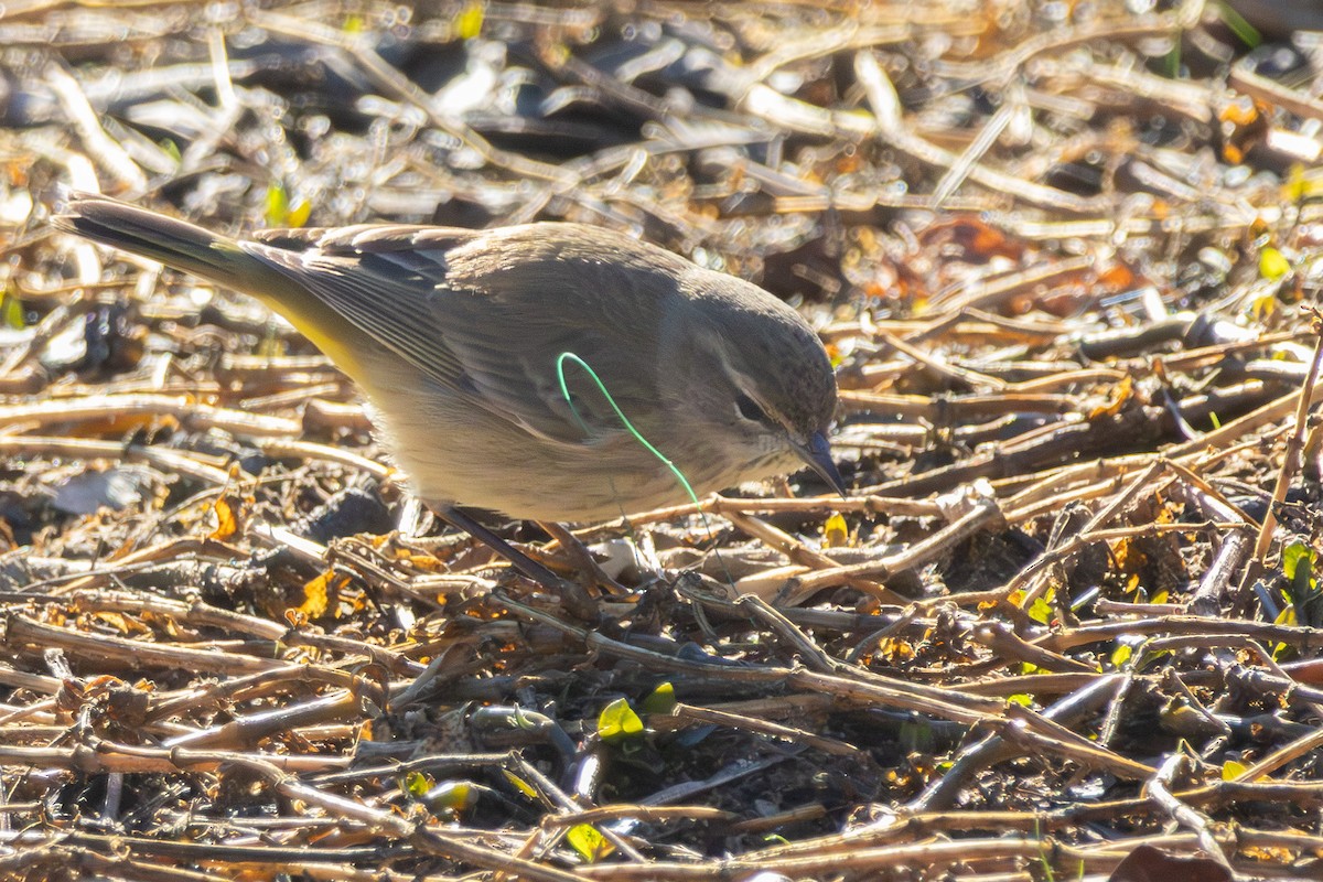 Palm Warbler - ML646052313