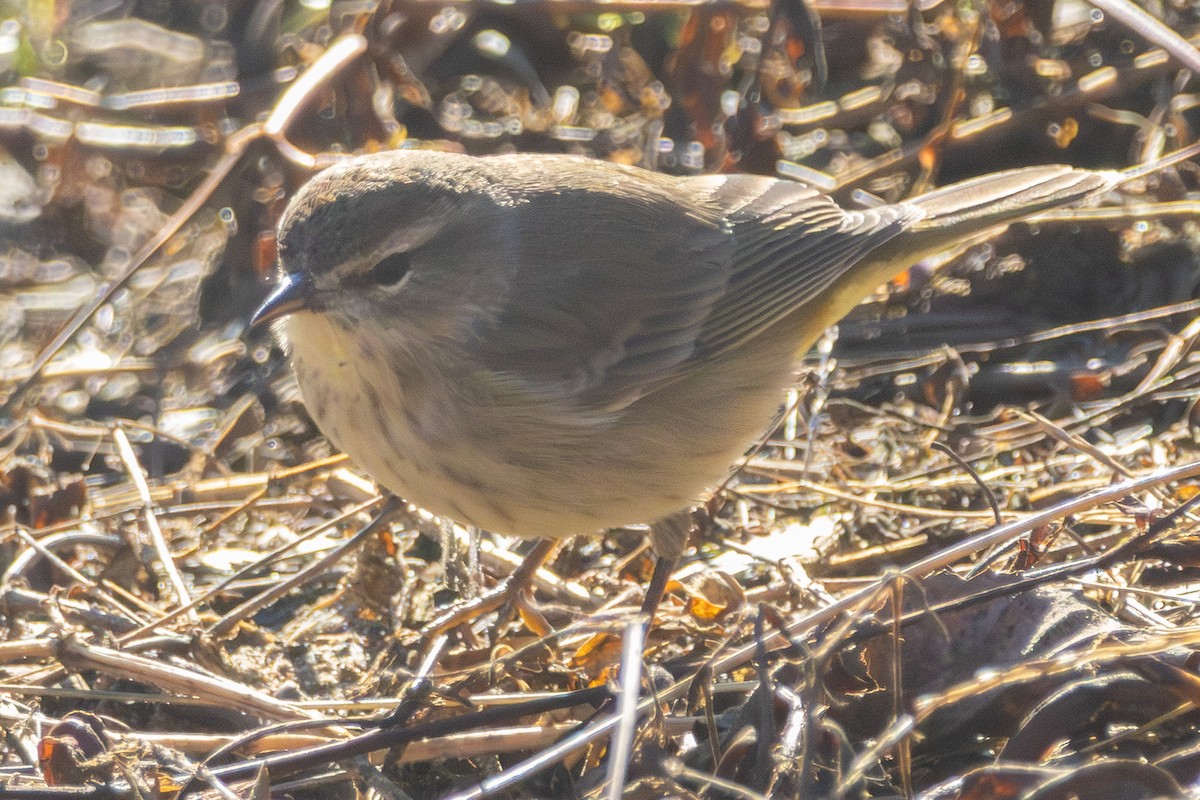 Palm Warbler - ML646052314