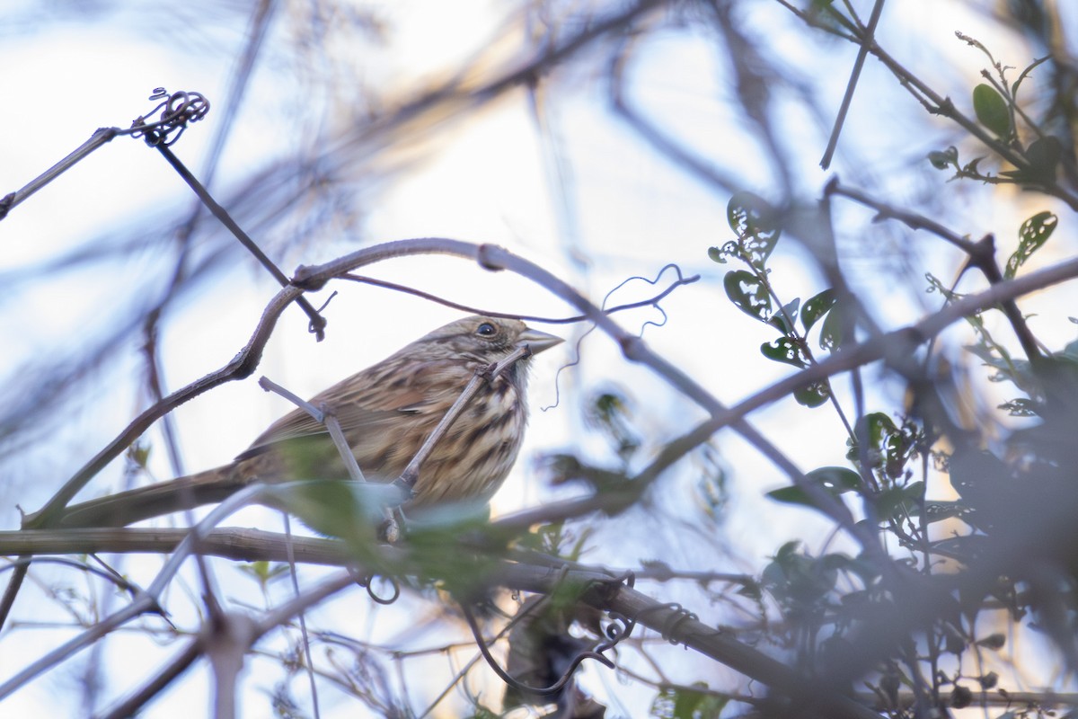 Song Sparrow - ML646052315