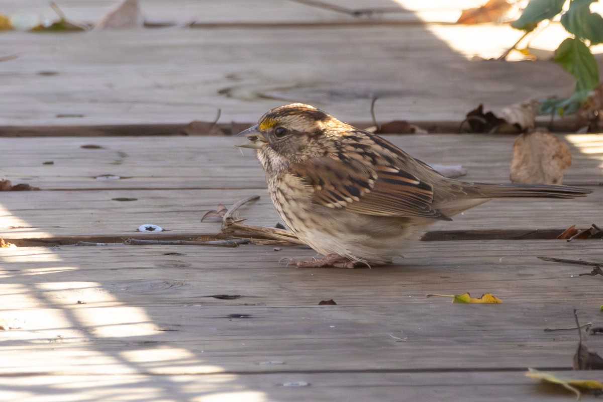 White-throated Sparrow - ML646052316