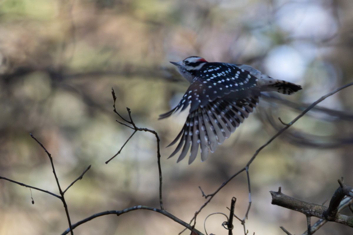 Downy Woodpecker - ML646052323