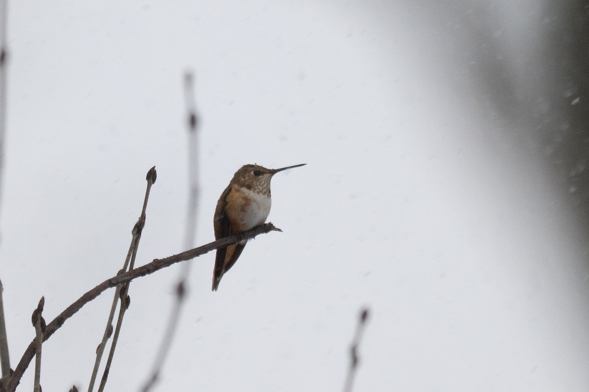 Rufous Hummingbird - ML646052327