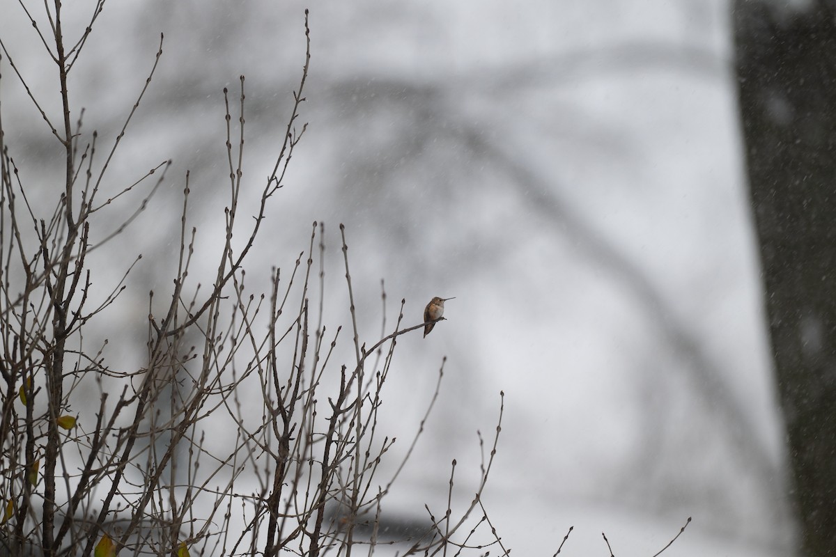 Rufous Hummingbird - ML646052328