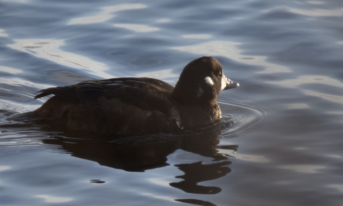Harlequin Duck - ML646052329