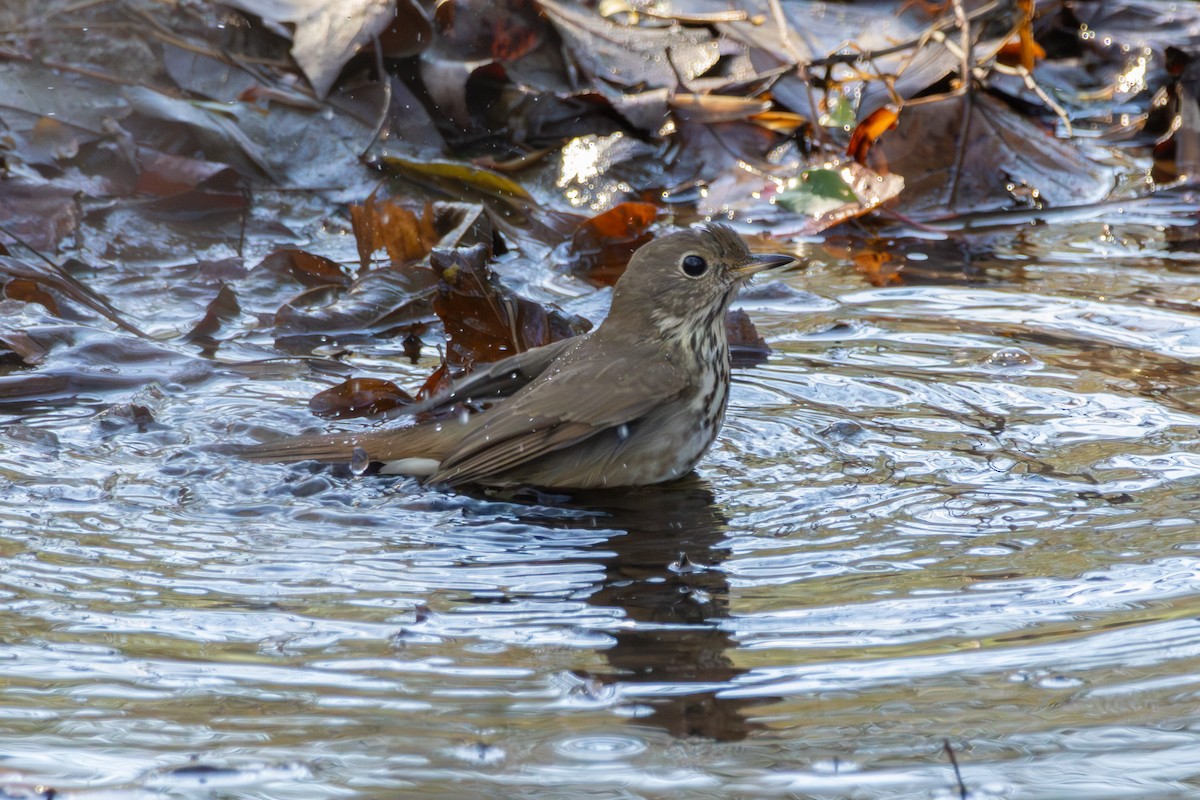 Hermit Thrush - ML646052337