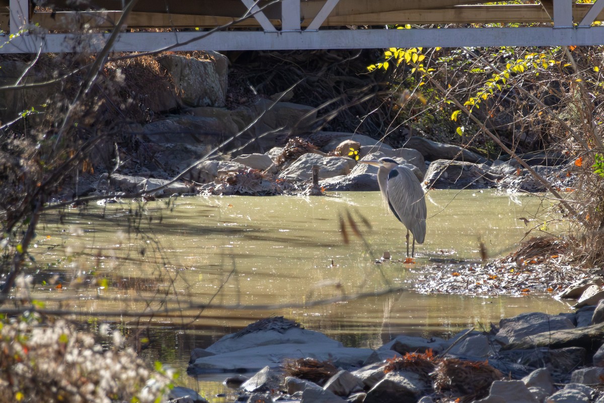Great Blue Heron - ML646052338