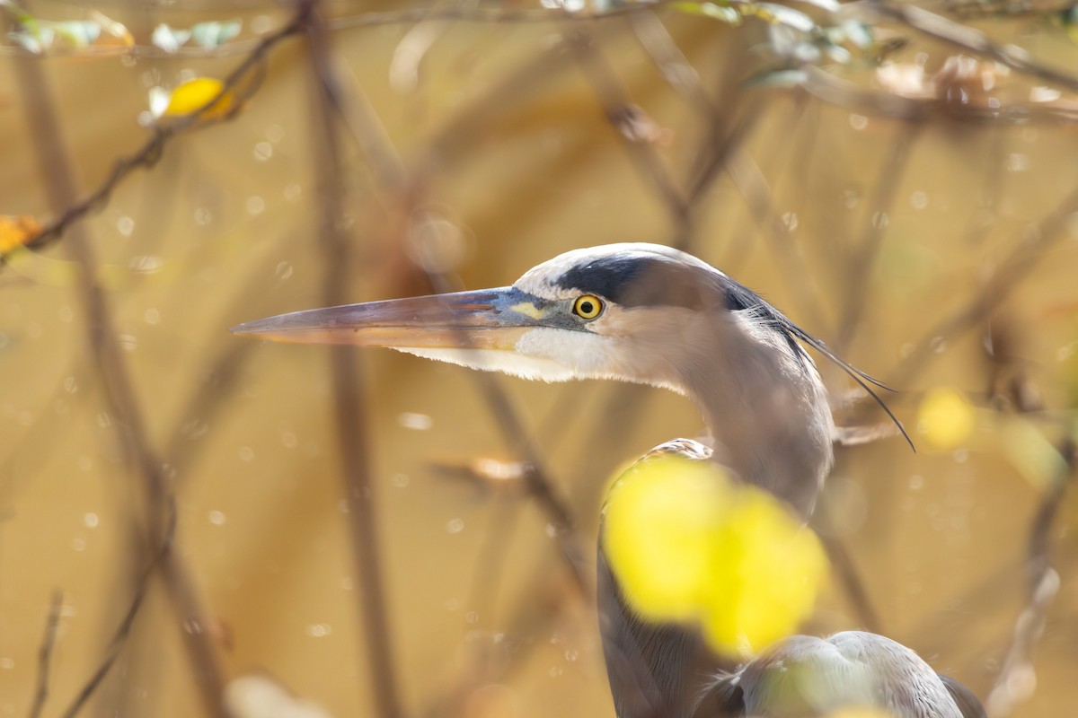 Great Blue Heron - ML646052340