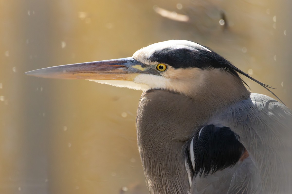 Great Blue Heron - ML646052347