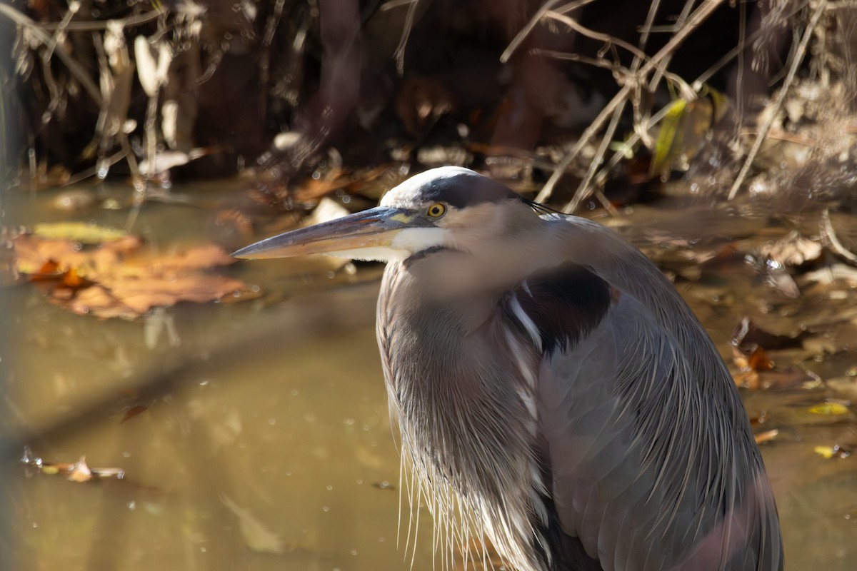 Great Blue Heron - ML646052348