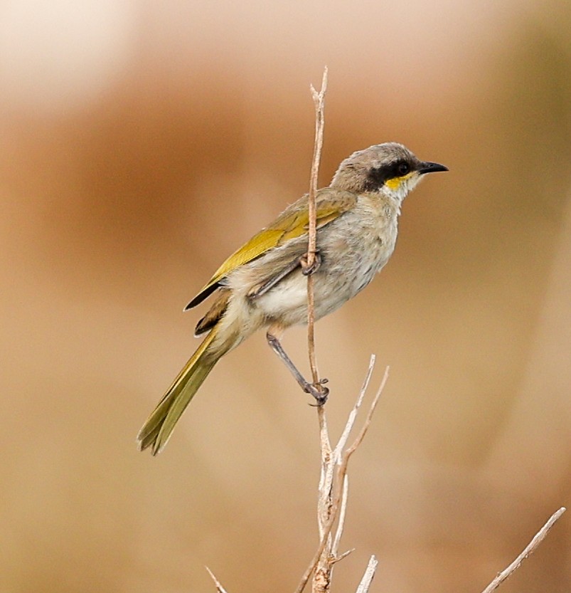 Singing Honeyeater - ML646052359