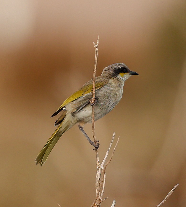 Singing Honeyeater - ML646052360