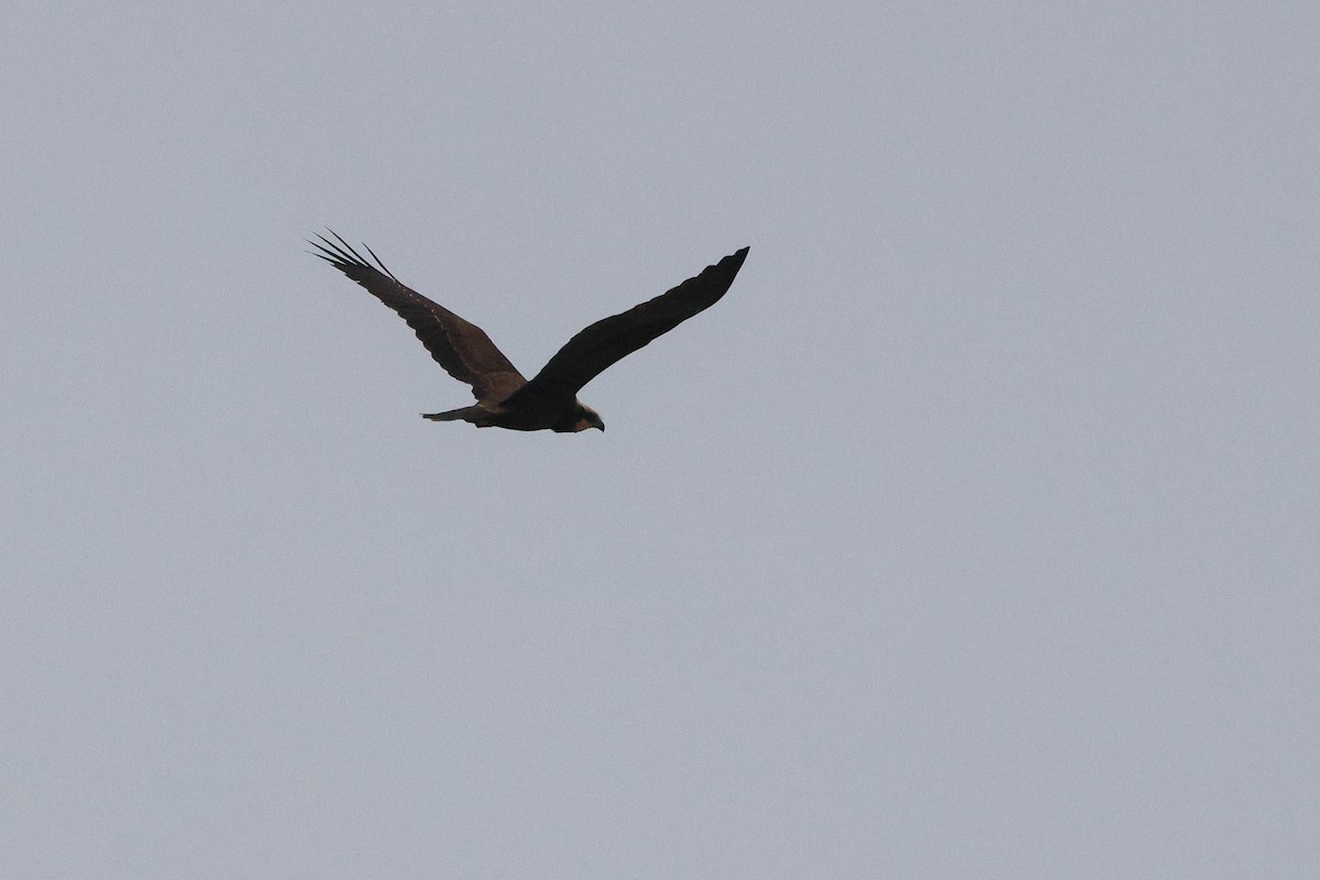 Western Marsh Harrier - ML646052368