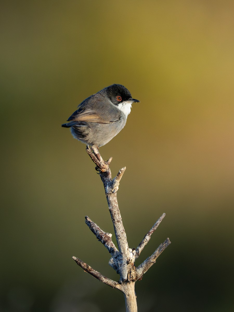 Txinbo burubeltza - ML646052371